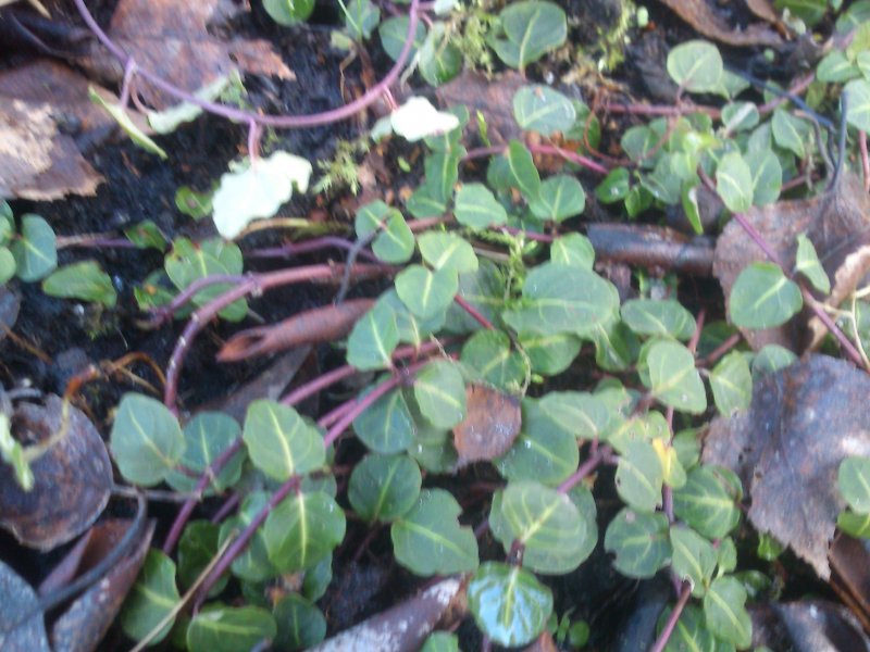 Mitchella repens Partridgeberry